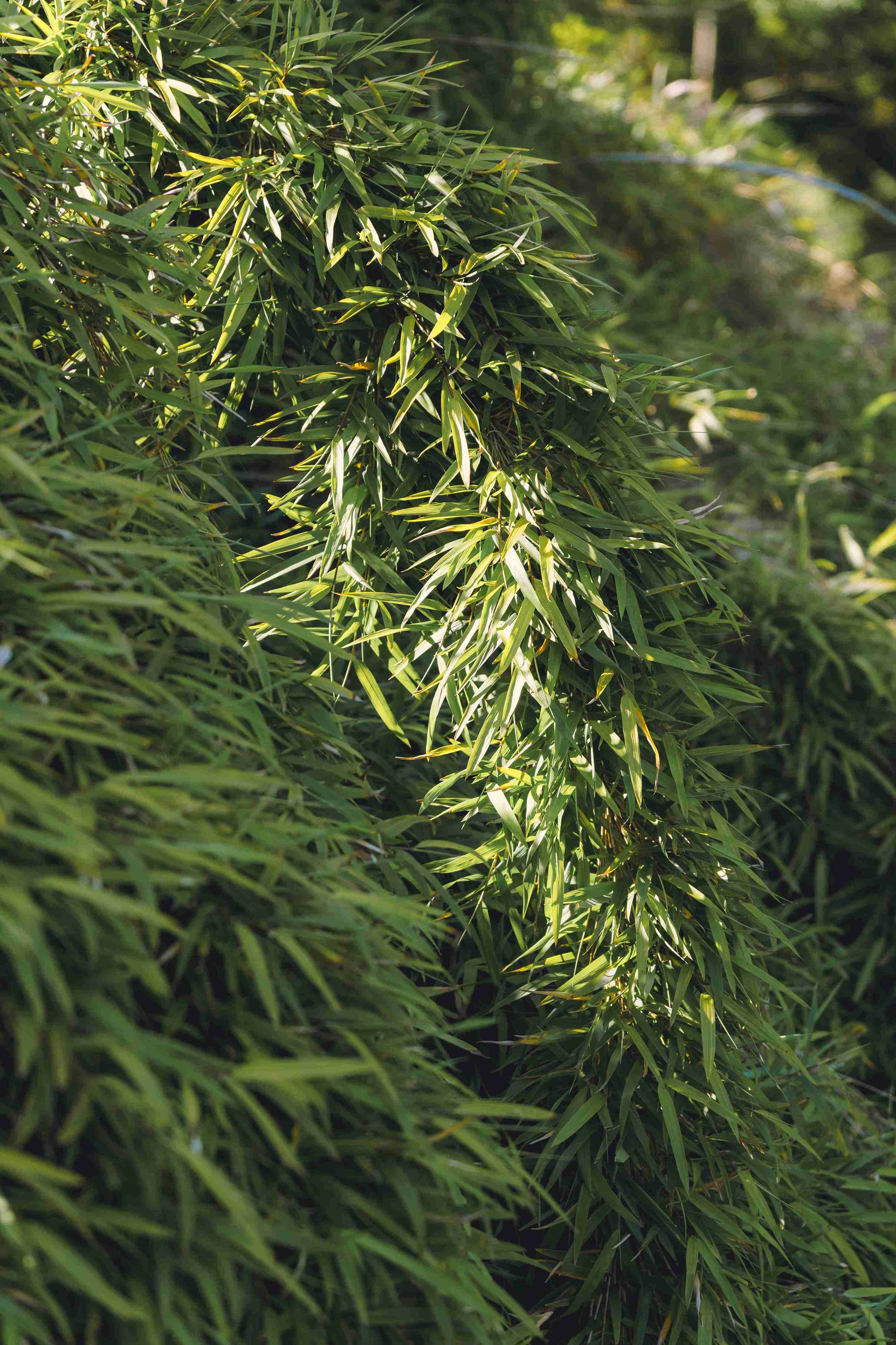 Beautiful Leaves